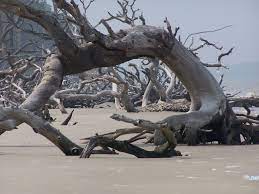 Driftwood Beach South Carolina South Carolina Beaches Driftwood Beach Driftwood