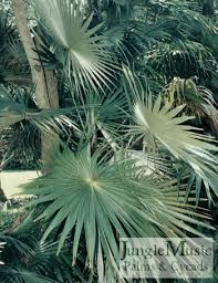 Image result for Coccothrinax