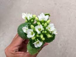 Kalanchoe Blossfeldiana Blooming Succulents Live House Plant Gift White Flowering Kalanchoe Flori Blooming Succulents Kalanchoe Blossfeldiana Live House Plants