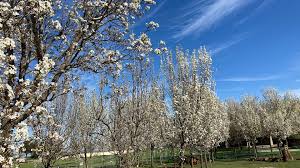 Trees should add beauty to the garden, but trees should never be chosen based on looks alone. Terrible Smelling Ornamental Pear Trees In Sacramento In Bloom Abc10 Com