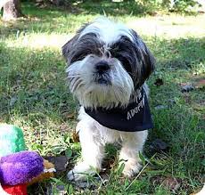 If you can't even afford a $100 adoption fee though how the heck do you expect to pay vet bills?! Mocksville Nc Lhasa Apso Shih Tzu Mix Meet Gracie A Dog For Adoption Http Www Adoptapet Com Pet 116262 Lhasa Apso Puppy Adoption Dog Training Obedience
