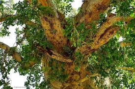 Check spelling or type a new query. Sycamore Tree In Ancient Israel Explore Traveler