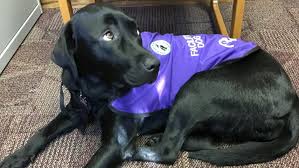 What laws in canada law apply for traveling on airplane? Merel Is The First Ontario Service Dog To Help Kids Testify In Court Cbc News