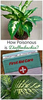 Dieffenbachia Poisoning How Toxic Is This Houseplant