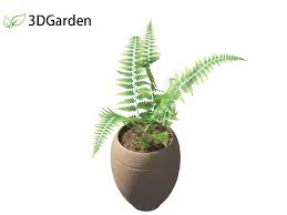 Image result for Microlepia