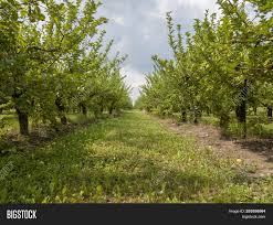 Some species of cottonwood trees have been known to reach heights of 100 ft. Row Apple Trees Fruits Image Photo Free Trial Bigstock