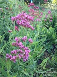 Image result for Rourea coccinea