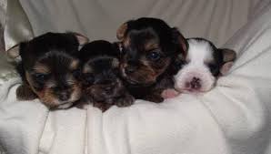 All of our yorkie puppies for sale and parti yorkie puppies for sale all have that show dog look with beautiful silky coats, baby doll faces, and loving personalities to match them. Akc Parti Yorkie For Sale In Colton Oregon Classified Americanlisted Com