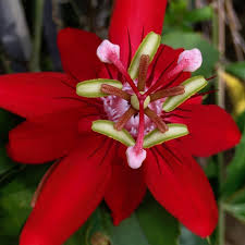 Image result for Passiflora vitifolia