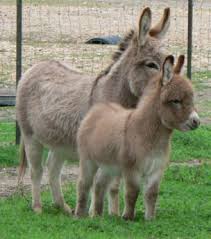satroma ranch walnut blondie courtesy rita ken lebert sundown ridge ranch blanco texas usa 可愛すぎる動物 野生動物 動物 写真