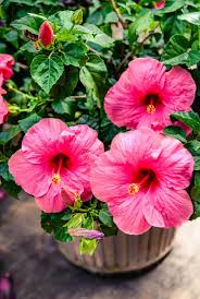 Exotic flowers orange flowers amazing flowers fresh flowers. Tropical Hibiscus Buying Growing Guide Trees Com