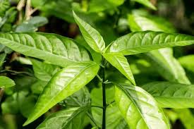 Image result for Pseuderanthemum