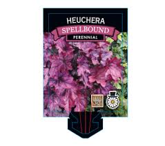 Qt/6″ veronica 'lavender lightsaber' lavender lightsaber speedwell #2: Heuchera Hybrid Spellbound Touch Of Class Plants Modern Plants For Modern Gardens
