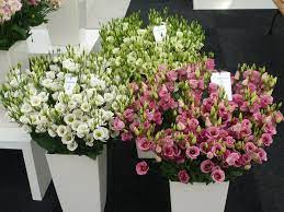 Lisianthus Eustoma Grandiflorum Floral Wreath Lisianthus Floral