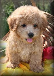 Check spelling or type a new query. Droll Brown Maltipoo Puppies L2sanpiero