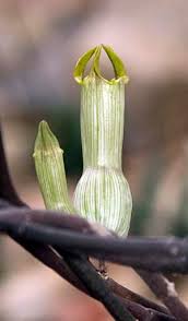 Image result for Ceropegia namuliensis
