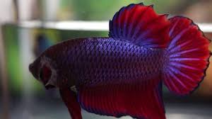 Up date new giant bettas food. 1 Easy Giant Betta Fish Guide 2020 Honey Gourami