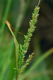 Image result for Sacciolepis indica