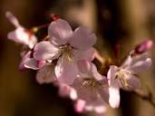 Flowering Cherry Trees: Grow an Ornamental Cherry Blossom Tree ...