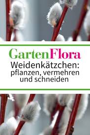 Weidenkatzchen Sind Eine Tolle Deko Aber Wie Sollte Man Die Kuscheligen Fruhbluher Im Garten Pflanzen Schneiden Und In 2020 Pflanzen Weidenkatzchen Pflanzen Zimmer