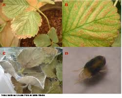 Image result for Tetranychidae grapevine