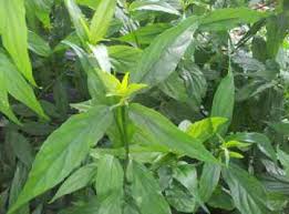 ✔senarai ubat kencing manis mujarab. Ubat Kencing Manis Paling Mujarab Dan Berkesan Klinax Organik As