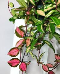 Yours is a variegated plant (leaf edges are green and center of leaf is white), which means you have hoya carnosa krimson princess a.k.a hoya carnosa 'rubra' or hoya carnosa variegated. Hoya Krimson Princess Google Search Plants Indoor Plants Foliage Plants