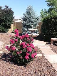 Silk bushes and hanging floral bushes help decorate an event or your home year round, shop our premium selection of diy silk flower arranging. Crepe Myrtle Bush Great For Prescott Arizona Area Blooms In Summer And Fall Planting Flowers Landscape Projects Local Plant