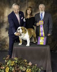 Click here for more information. The Mighty Thor Emersonian S Ebullient Bulldog National Dog Show Champion Emerson Today