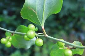 Image result for Smilax anceps