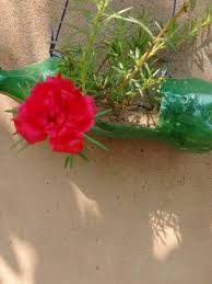 Pin On 10 O Clock Flowers