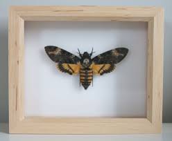 Download deaths head moth stock vectors. Home Living Home Decor Acherontia Atropos Death S Head Moth Silence Of The Lambs In Box Frame