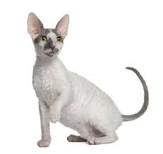 Bad Hair Day Petplan Pet Insurance Explains Follicular Dysplasia Cat Breeds All Cat Breeds Rex Cat