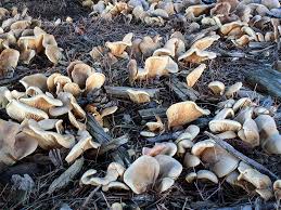 Image result for Paxillus panuoides