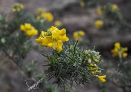 Image result for Adenocarpus