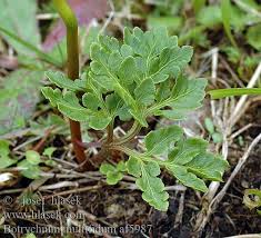 Image result for Botrychium multifidum