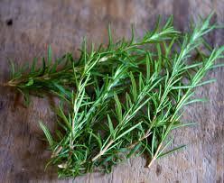 Image result for rosemary cuttings