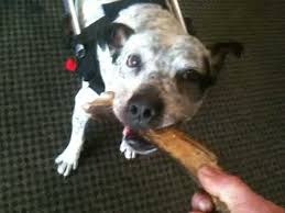 Interested in having your dog trained? Blue Healer Dog In Wheelchair Reviews Walkin Wheels