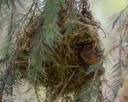Check spelling or type a new query. Pacific Wren Nests Formerly Winter Wren David Moskowitz Wildlife Tracking And Photography