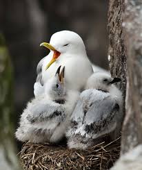 Names Of Birds With Their Nests 17 Photos Of Adorable Chicks In Nests Bird Pictures Beautiful Birds Animals Beautiful