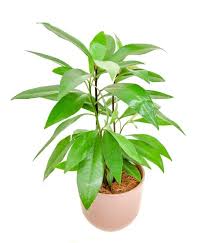 Image result for Ardisia staudtii