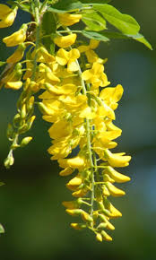 The trees are best planted in early spring once the final frost has passed. Yellow Flowers Will Brighten Any Garden Yellow Flowers Tree With Yellow Flowers Flowering Trees