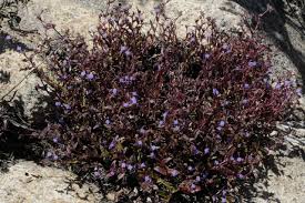 Image result for Cyanotis caespitosa