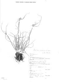 Image result for Cyperus mollipes