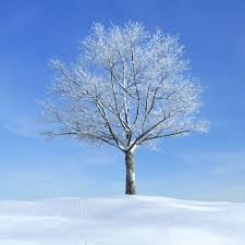 Choose from over a million free vectors, clipart graphics, vector art images, design templates, and illustrations created by artists worldwide! 3d Snow Covered Tree In Winter Cgtrader