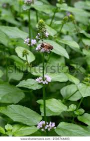 Image result for Mentha aquatica