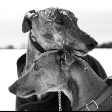 Black And White Greyhound Dog Beautiful The Way Young Lovers Do Grey Hound Dog Greyhound Pictures Greyhound Dog Rescue
