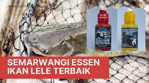 Essen Ikan Lele Terbaik Essen Ikan