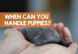 When Can You Handle Puppies Touching Holding Newborns