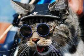 susse katzen mit brillen 22 lustige bilder fur echte katzenliebhaber cat wearing glasses cat sunglasses cat glasses
